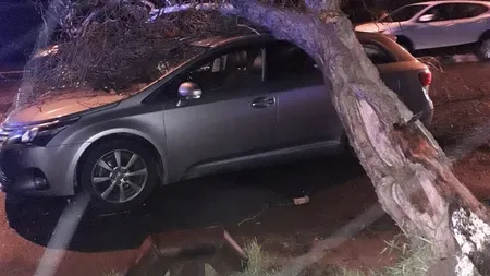 Accidente grave din cauza vremii în ultimele ore. Copac căzut pe maşină în Constanţa, bărbat mort după o depăşire riscantă