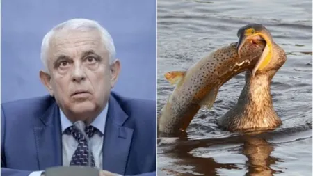 Petre Daea, victorie din Opoziţie. Liber la vânătoarea de cormorani