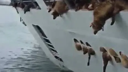 Operaţiunea de salvare a oilor de pe nava răsturnată în Portul Midia s-a încheiat. Doar 250 de animale au fost salvate
