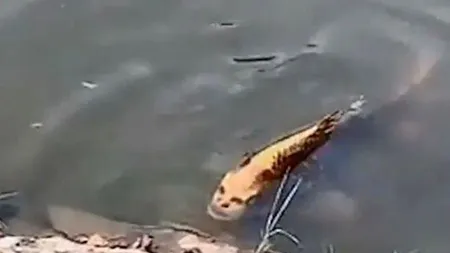 Peşte cu FAŢĂ UMANĂ, filmat de un pescar. Imaginile au rupt Internetul VIDEO