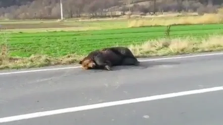 Drama familiei care a omorât ursul. O fetiţă de doi ani se afla în maşină în momentul impactului: 