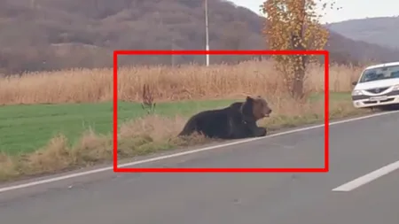 Drama şoferului care a lovit ursul care a agonizat 18 ore pe şosea a luat sfârşit. Cadou impresionant primit de acesta FOTO