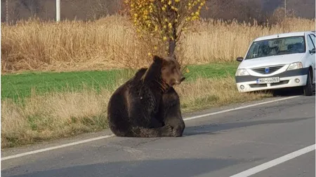Scandal uriaş după ce un urs a agonizat cel puţin 15 ore după un accident. UPDATE: Ursul a fost tranchilizat şi apoi împuşcat VIDEO