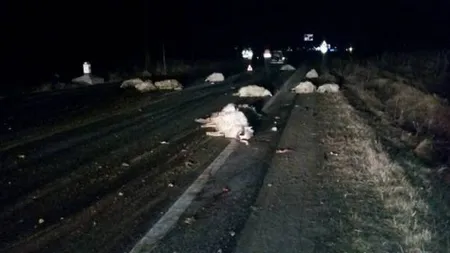 Un nou carnagiu cu oi, de această dată pe şosea. Cel puţin 30 de animale au fost ucise