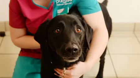 Un labrador a fost salvat de la moarte după ce a înghiţit zeci de decoraţiuni de Crăciun