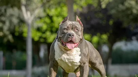 O femeie a murit şi alta a fost rănită după ce au fost atacate de câini din rasa Pitbull