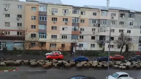 O turmă de oi se plimbă nestingherită pe un bulevard din Alexandria. Imaginile au devenit virale