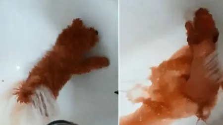 Unui câine i-a fost vopsită blana pentru a fi vândut drept bichon. Cum a fost descoperită înşelătoria