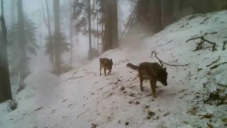 Filmare rară. Cum a prins un lup o căprioară în Munţii Apuseni VIDEO