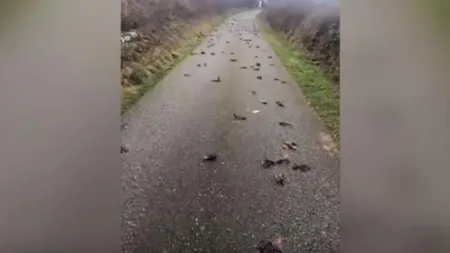 Apocalipsa păsărilor, sute de zburătoare au căzut brusc din cer şi s-au zdrobit de asfalt. Imagini terifiante VIDEO