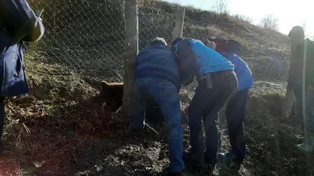 Urs prins în laţ, în Vrancea. Jandarmii au intervenit pentru salvarea lui, imagini de la misiune VIDEO