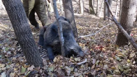 Atenţie, imagini şocante! Bărbat atacat de un porc mistreţ. Clipe de groază surprinse cu telefonul chiar de vânător