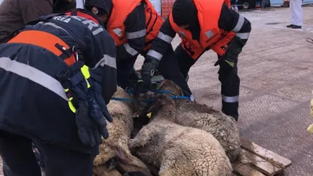 Peste 14.000 de oi se află încă pe vaporul morţii. Costul scoaterii cadavrelor este de 235.000 de euro pe zi