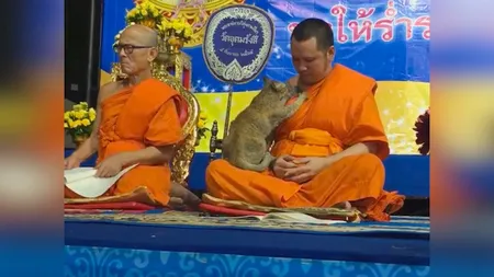 Călugărul sau pisica? O felină a pus la grea încercare răbdarea unui budist, în timpul rugăciunii VIDEO
