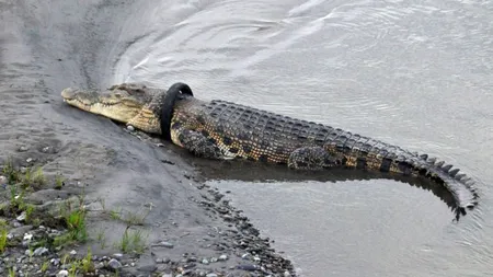 Anunţ pentru vânătorii de crocodili, se oferă o recompensă uriaşă. O reptilă de patru metri a rămas cu gâtul înţepenit într-o anvelopă