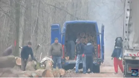Ştirea cititorului. Se taie masiv din ce a mai rămas din Codrii Vlăsiei VIDEO