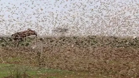 Cea mai mare invazie de lăcuste din Africa ultimilor 25 de ani a înnegrit cerul VIDEO
