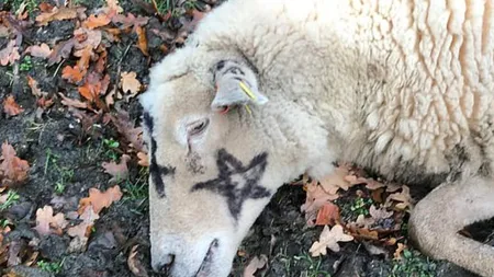 Mai multe oi au fost găsite moarte! Din primele informaţii acestea au fost folosite într-un ritual satanic