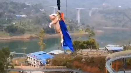 Porcul zburător! Un parc de distracţii din China e aspru criticat după ce a obligat un porc să facă bungee jumping VIDEO