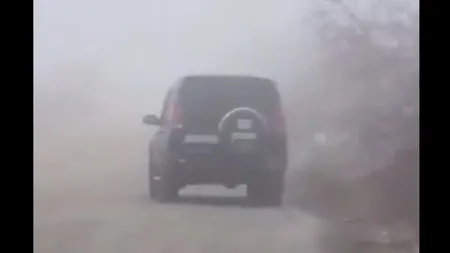 Scene greu de privit! O pisică a fost aruncată pe un câmp plin de câini. Au sfâşiat-o în 30 de secunde