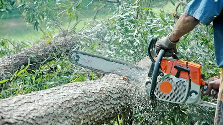 Ministrul Mediului: Pădurea Băneasa devine pădure de protecţie