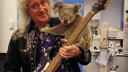 Brian May, chitaristul trupei Queen, a cântat pentru un ursuleţ koala salvat din incendiile australiene (VIDEO)