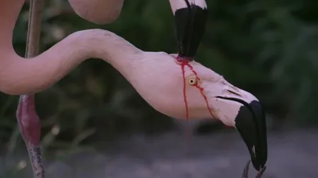 Imaginile care au devenit virale cu doi flamingo şi puiul lor! Explicaţia incredibilă despre ce se intâmplă de fapt