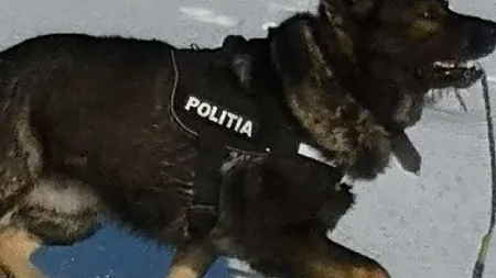 Petiţie online pentru Aldo. Prietenul Cristinei Ţopescu vrea să-l adopte, dar Poliţia nu i-l dă!