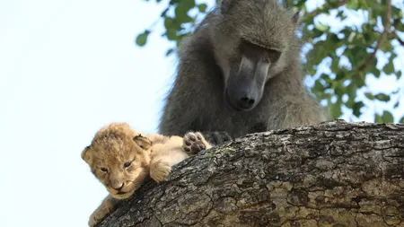 VIDEO Un babuin a răpit un pui de leu şi a început să-l îngrijească