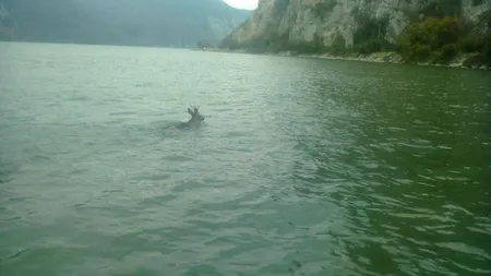Imagine rară surprinsă în România. Un cerb trece înot Dunărea spre Serbia
