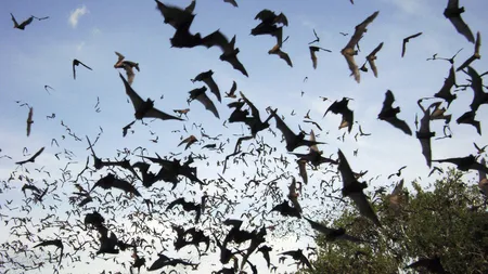 VIDEO Imagini APOCALIPTICE arată o tornadă de lilieci în Australia