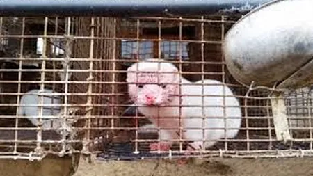 Imagini teribile cu nurci! Animalele sunt sacrificate violent şi jupuite pentru articole vestimentare şi gene false
