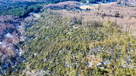 Fenomenele extreme au afectat 100.000 de hectare de păduri GALERIE FOTO