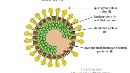 Lucian Mândruţă, despre coronavirus: 