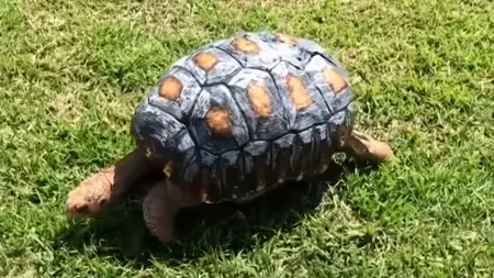 Ţestoasă rănită grav în incendiul amazonian, salvată cu o carapace 3D VIDEO