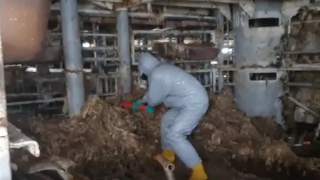 Cadavrele oilor, descărcate de pe nava Queen Hind. Cum se desfăşoară operaţiunea. Imagini ŞOCANTE