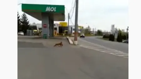 Vulpe surprinsă furând o găină. Poliţiştii anunţă că au închis ochii şi nu au sancţionat-o VIDEO