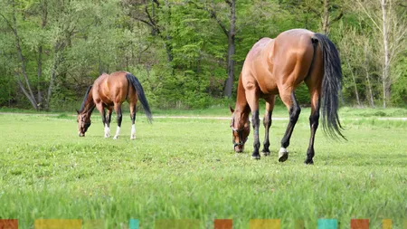 CULMEA HOŢIEI Cal furat în Suceava, întors la proprietar. Hoţii amendaţi pentru lipsa declaraţiei