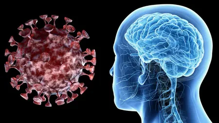 Coronavirusul afectează şi creierul. Ultimele descoperiri ale virusologilor