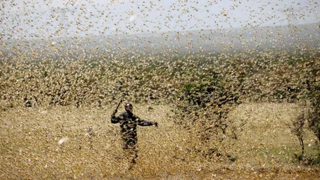 Africa, lovită de o nouă molimă, pe lângă COVID-19. Al doilea val de lăcuste e de 20 de ori mai mare decât primul, imagini teribile