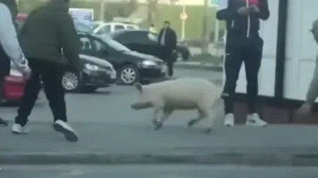 Amendă de 2000 de lei pentru că a alergat după porcul scăpat din curte fără să aibă DECLARAŢIE PE PROPRIA RĂSPUNDERE