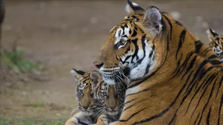 COVID-19, transmis de la om la animal. Un tigru de la Zoo New York a fost testat pozitiv cu coronavirus