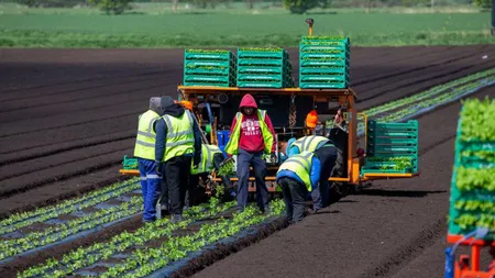 De ce britanicii fug de munca în agricultură: 