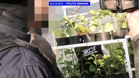Culturi de canabis, descoperite pe un teren agricol din Ilfov