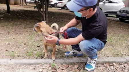 Un câine şi-a aşteptat timp de trei luni stăpânul decedat în urma infecţiei cu coronavirus. 