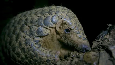 Mâncarea animalelor sălbatice a fost interzisă la Wuhan. Crescătorii de şobolani sau cobre vor fi despăgubiţi