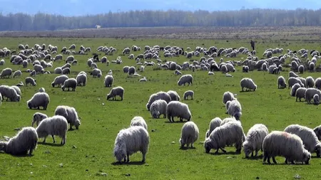 Amendă record pentru un bătrân care a ieşit să-şi aducă acasă oile scăpate din ţarc: 