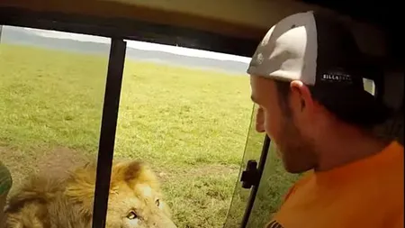 Moment înfricoşător! Un leu atacă un turist care încearcă să-l atingă VIDEO