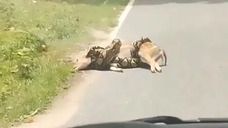 Imagini înfiorătoare! Un piton de 3 metri strangulează căprioarele pe marginea drumului - VIDEO