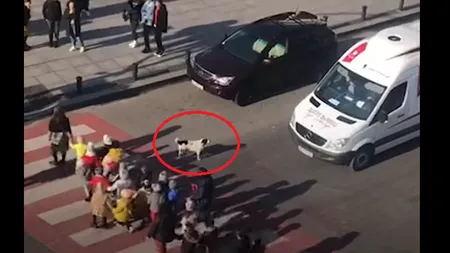 Impresionant! Un câine maidanez dirijează circulaţia şi îi ajută pe copii să traverseze. VIDEO cu patrupedul în 